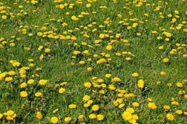 Pissenlit taraxacum officinale