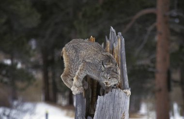 Lynx Du Canada vaşak kanadensis