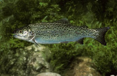 Truite Arc En Ciel salmo gairdneri