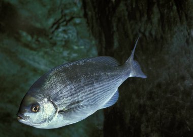 DAURADE COMMUNE pagellus centrodontus