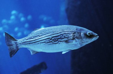 Bar Raye morone saxatilis