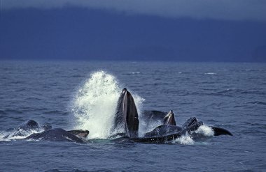 Baleine A Bosse megaptera novaeangliae