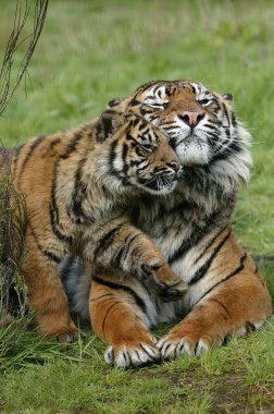 Tigre De Sumatra panthera tigris sumatrae