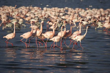 Flamant Nain phoenicopterus minor