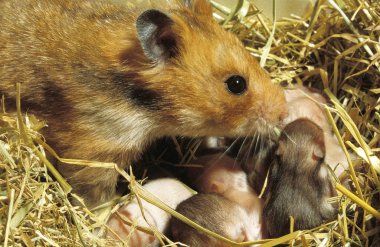 Hamster Dore mezozetus auratus