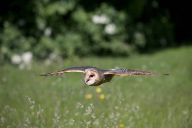 Chouette Effraie tyto alba