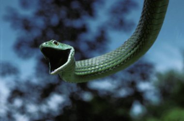 Serpent philothamnus semivariegatus