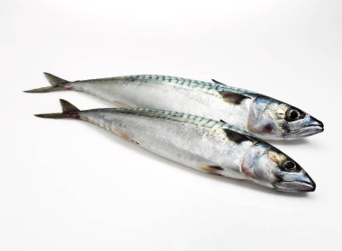 Maquereau.
