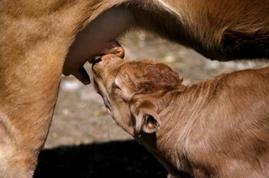 Limousin