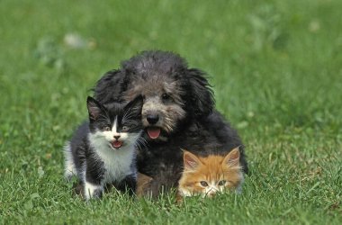 Caniche Moyen