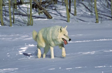 Loup Blanc De La Toundra köpek lupus tundrarum