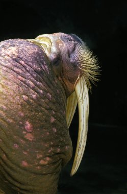 Morse odobenus rosmarus