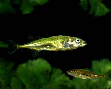 EPINOCHE gasterosteus aculeatus