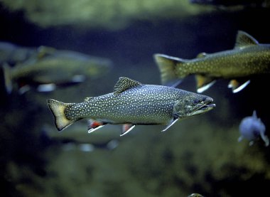 Saumon De Fontaine salvelinus fontinalis