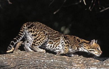 OCELOT leopardus pardalis clipart