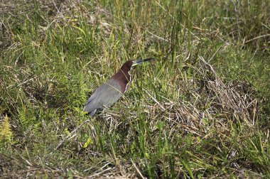 Onore Ray tigrisoma lineatum