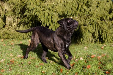 Cane corso