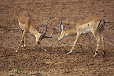 İmpala aepyceros melampus