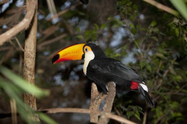 Toucan Toco ramphastos toco