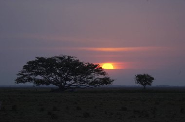 kanepe de soleil