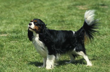 Şövalye Kral Charles Spaniel