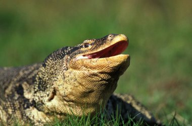 Varan Malais Varanus kurtarıcısı