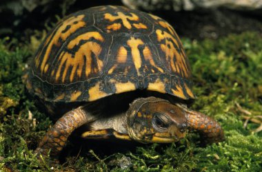 Tortue Boite De Caroline Terrapene Carolina Karolina