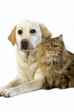 Labrador
