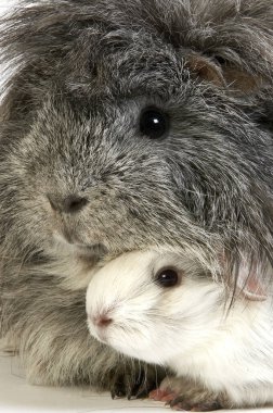 Cobaye A Poil Frise cavia porcellus
