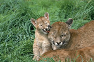 Puma puma concolor