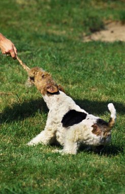 Fox Terrier A Poil Dur