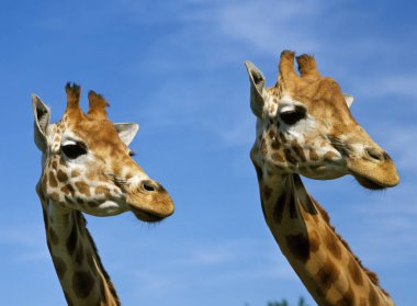 Girafe De Rothschild zürafa camelopardalis rothschildi