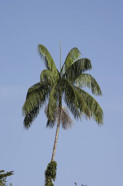 Palmier Moriche Mauritia flexuosa