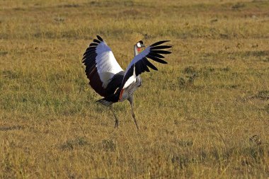 Grue Couronnee Royale Balearica regulorum