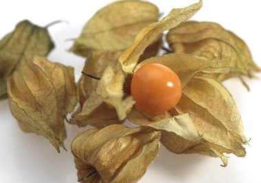 Physalis physalis alkekenge