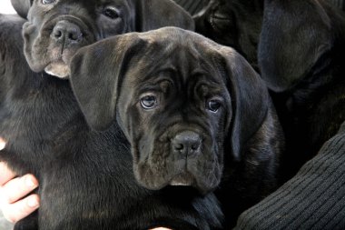 Cane corso