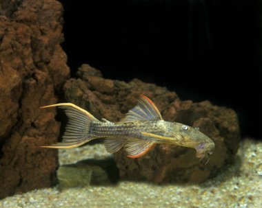 Poisson sahte antikus sp.