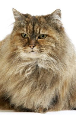 Persan Ecaille De Tortue