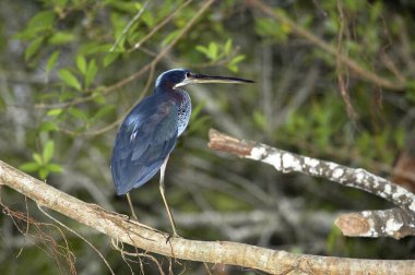 Heron Agami agamia agami