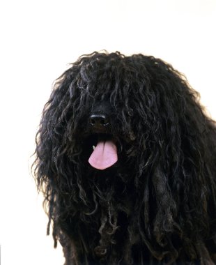 Berger Hongrois Puli