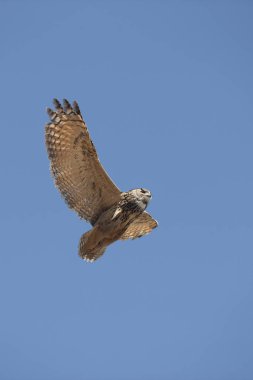 Hibou Grand Du Du Cap bubo capensis