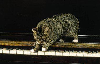 Manx