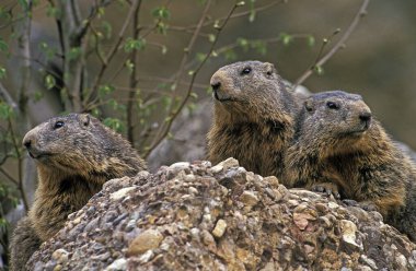 Marmotte Des Alpes marmota marmota