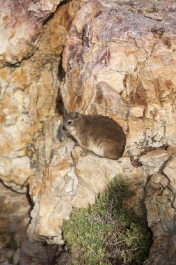 Daman Des Rochers procavia capensis