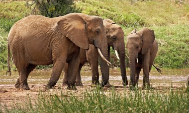 Fil D 'Afrique Loxodonta Africana