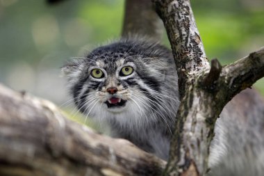 Manul otocolobus manul