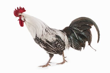 Coq Brakel