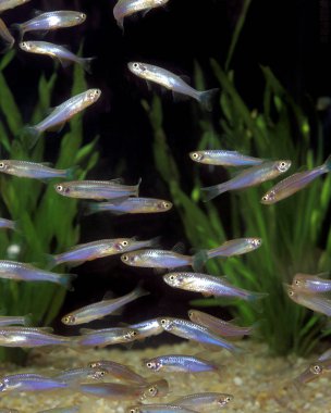 Danio Perle brachydanio albolineatus
