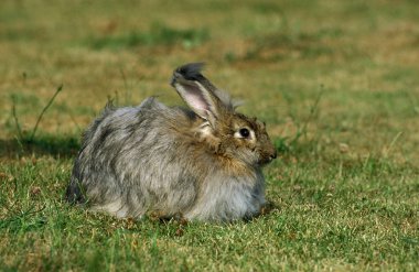 Lapin Angora