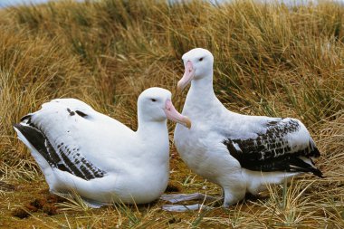 Albatros Royal diomedea epomophora